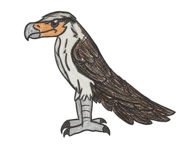 Desenho digitalizado de um carcará